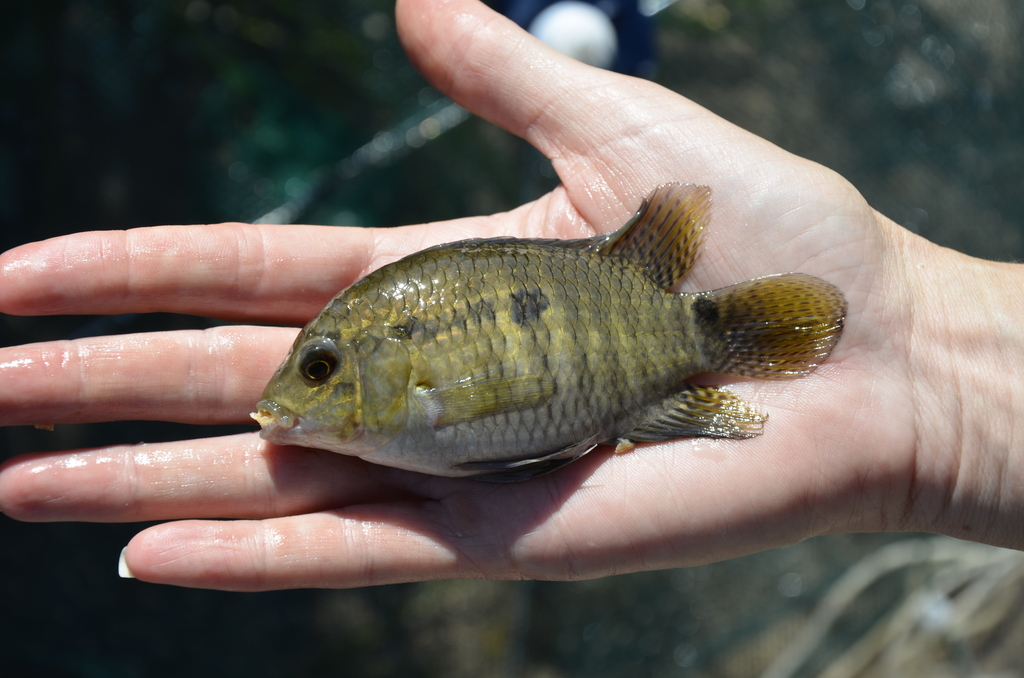 Port cichlid (Cichlasoma portalegrense) — Cichlidae