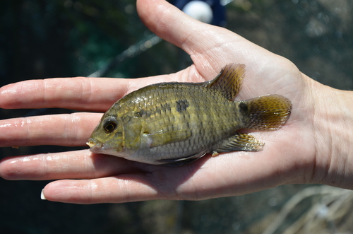 Port cichlid (Cichlasoma portalegrense) — Cichlidae
