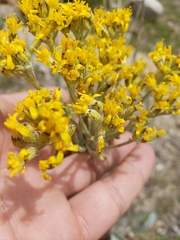 Senecio atratus