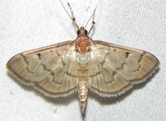 Herpetogramma theseusalis
