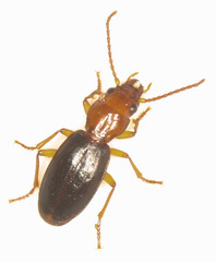 Thalassotrechus barbarae