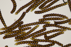 Xenodochus carbonarius