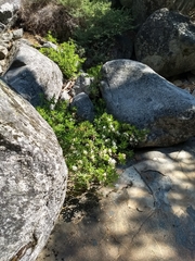 Rhododendron occidentale