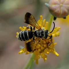 Epinomia