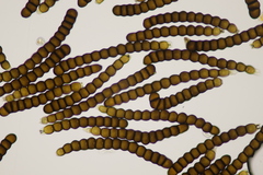 Xenodochus carbonarius