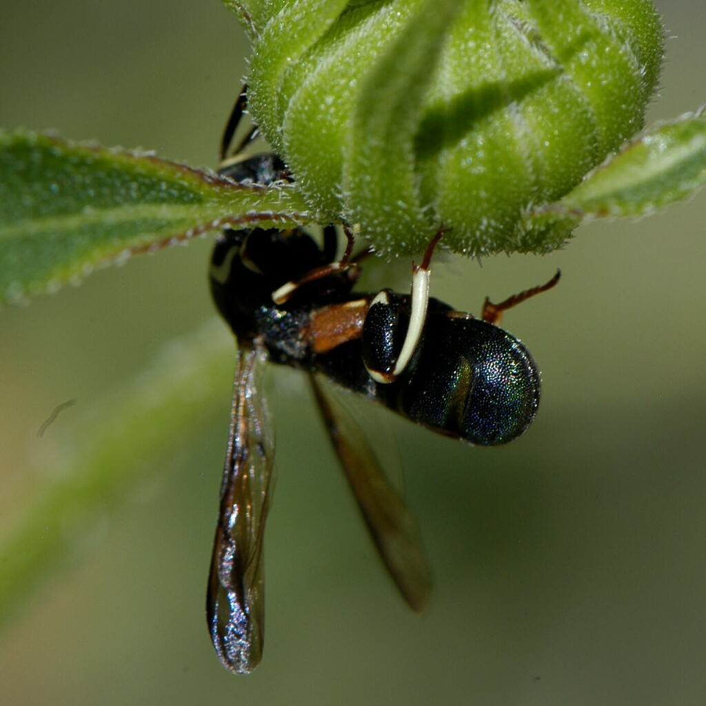 Leucospis birkmani
