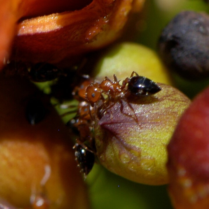 Crematogaster hespera