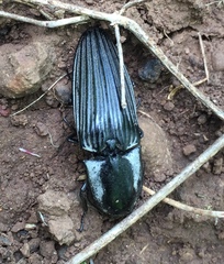 Chalcolepidius approximatus