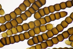 Xenodochus carbonarius