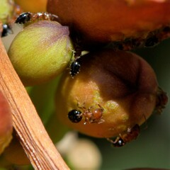 Crematogaster hespera
