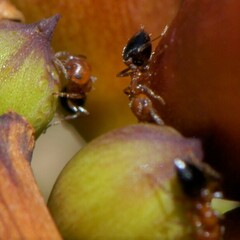 Crematogaster hespera