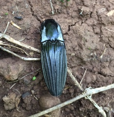 Chalcolepidius approximatus