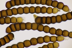 Xenodochus carbonarius