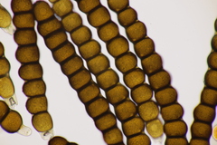 Xenodochus carbonarius