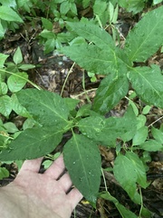 Asclepias quadrifolia