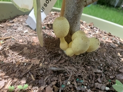 Leucocoprinus birnbaumii image