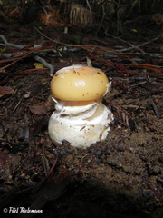 Amanita toxica