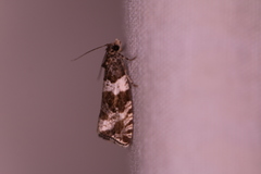 Olethreutes fasciatana