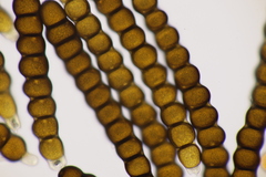 Xenodochus carbonarius