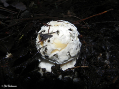 Amanita toxica