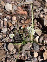 Cyperus seslerioides