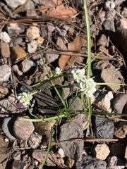 Cyperus seslerioides
