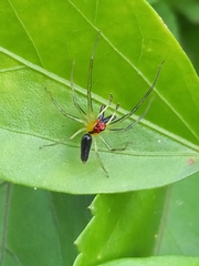 Lyssomanes antillanus