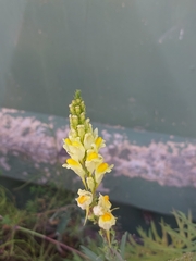 Linaria vulgaris