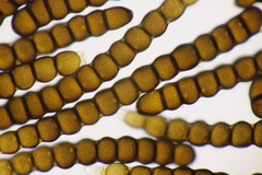 Xenodochus carbonarius