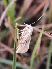Agriphila inquinatella