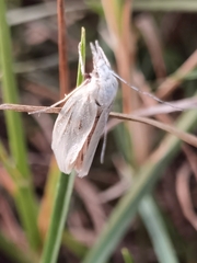 Agriphila inquinatella