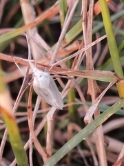 Agriphila inquinatella