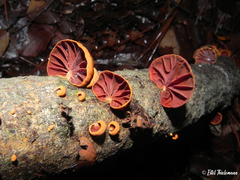Anthracophyllum discolor