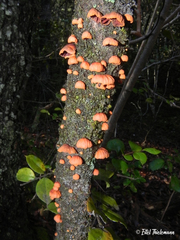 Anthracophyllum discolor