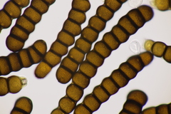 Xenodochus carbonarius