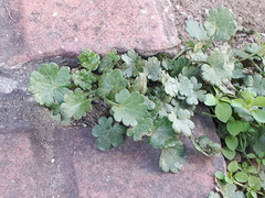 Modiolastrum australe