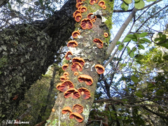 Anthracophyllum discolor