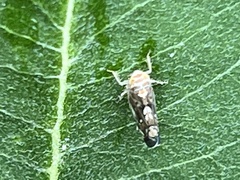 Scaphoideus incisus