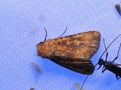 Perigea xanthioides