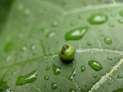 Daktulosphaira vitifoliae