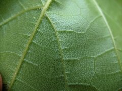 Daktulosphaira vitifoliae