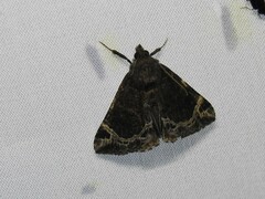 Hypena abalienalis