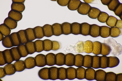 Xenodochus carbonarius