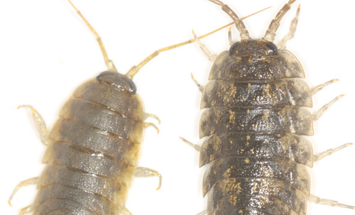 Ligia pallasii