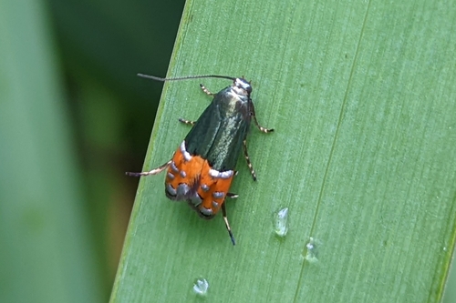 Lepidotarphius perornatella