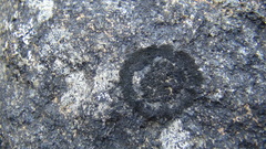 Montanelia disjuncta