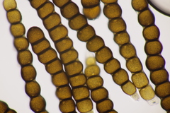 Xenodochus carbonarius