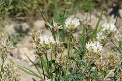 Astragalus zingeri