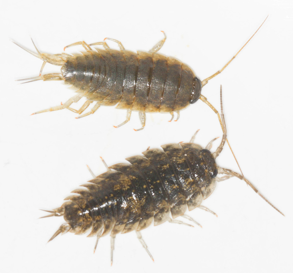 Common Rock Louse