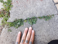 Modiolastrum australe